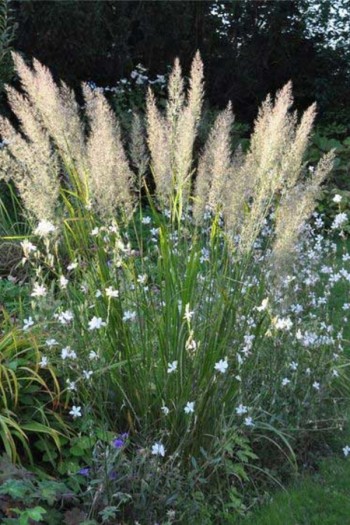 Війник коротковолосистий | Calamagrostis brachytricha | Вейник коротковолосый